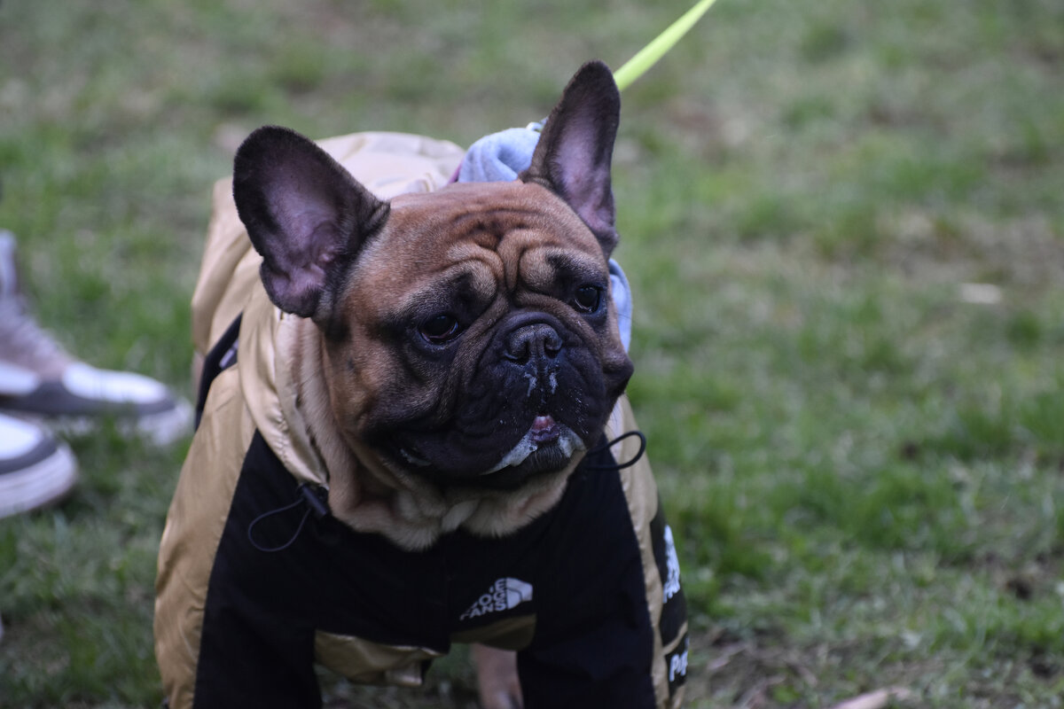 Москва. Парад французских бульдогов в усадьбе «Воронцово». - Наташа ***** Москва. Парад французских бульдогов в усадьбе «Воронцово». - Наташа *****