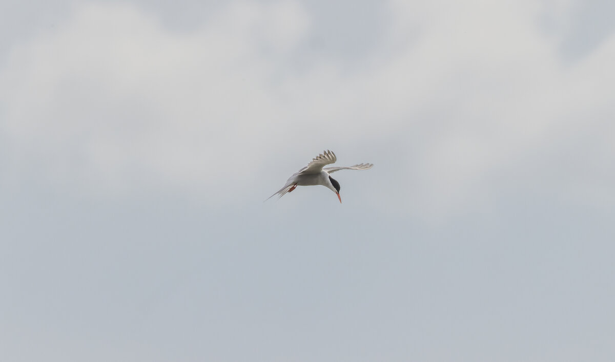 крачка - юрий макаров крачка - юрий макаров