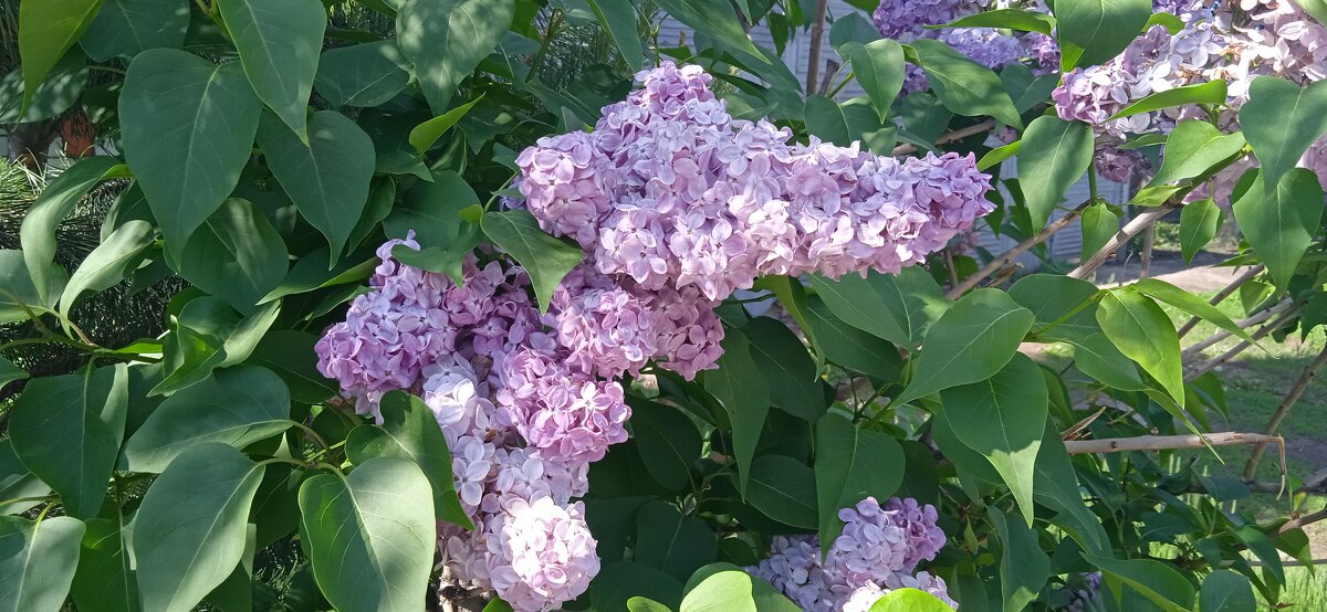 сиреневый май - Елена Шаламова сиреневый май - Елена Шаламова
