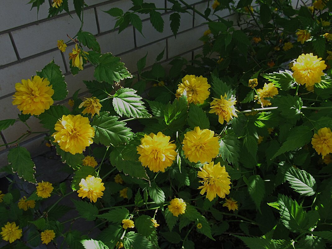 май - Елена Шаламова