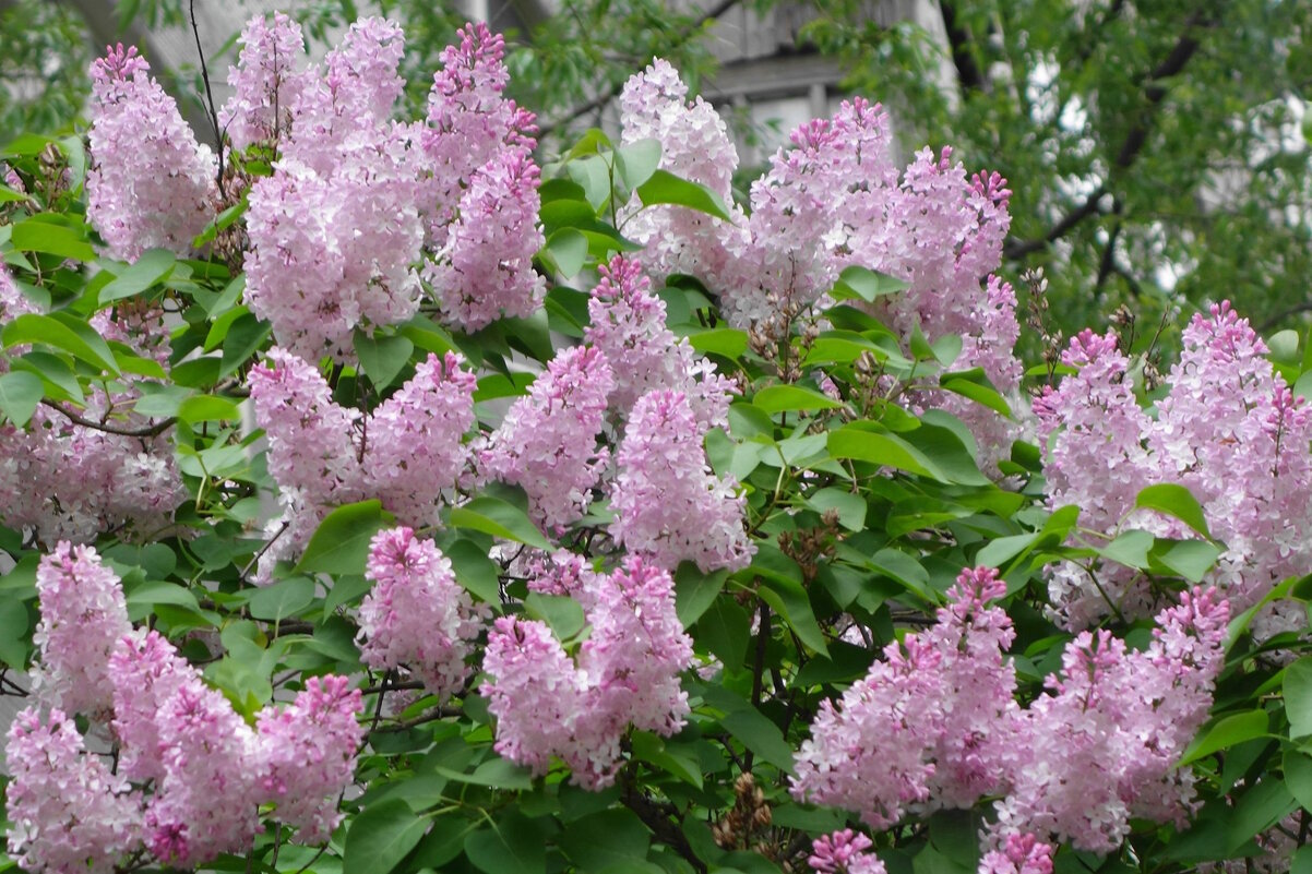 Сирень - Рита Симонова