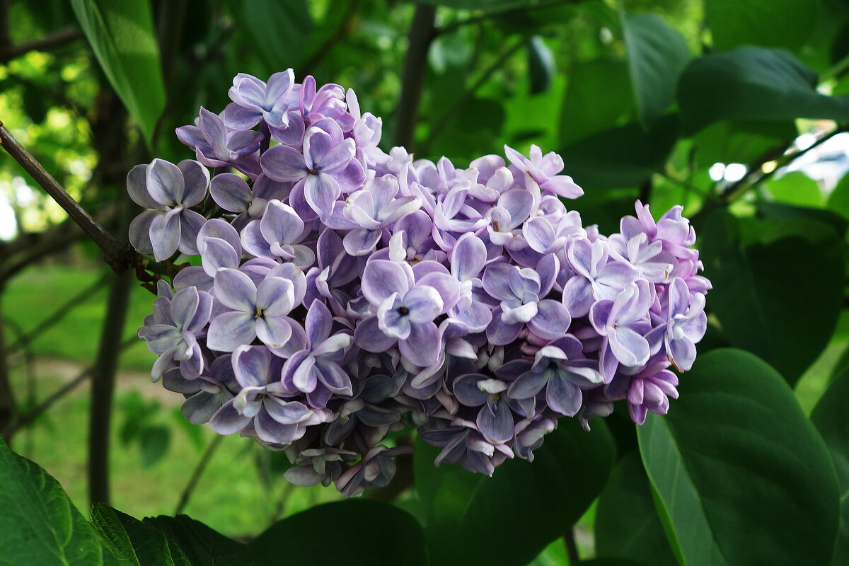 Сирень - Рита Симонова