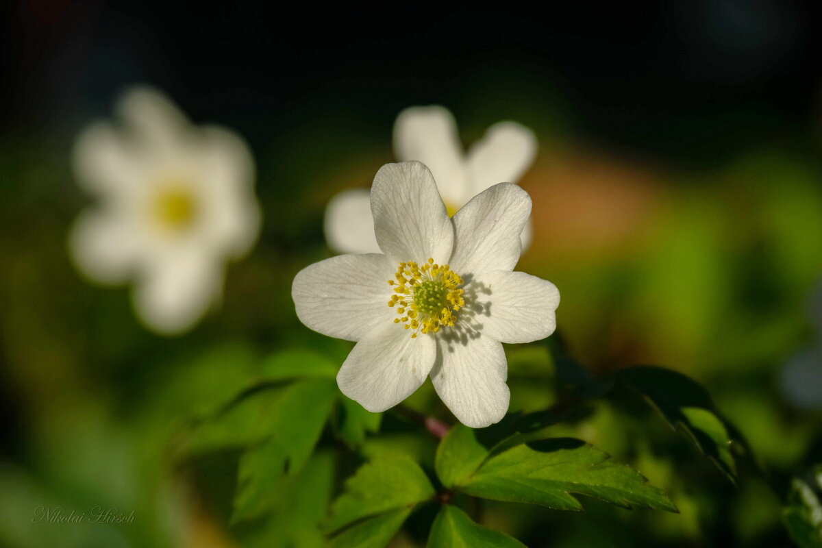 Ветреница... - Николай Гирш Ветреница... - Николай Гирш
