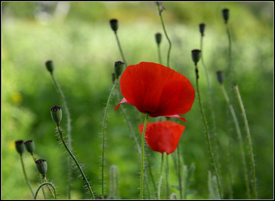 Последние из могикан... - Aleksandr Gal Последние из могикан... - Aleksandr Gal
