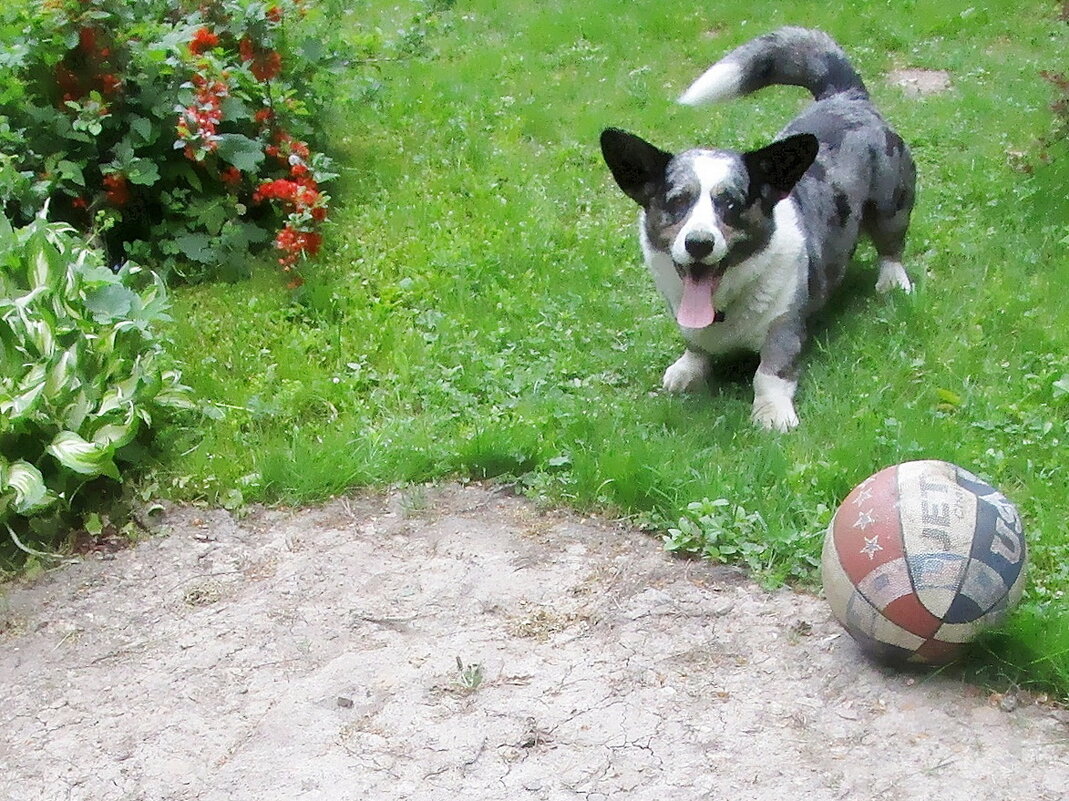 Чак на даче. - Ольга Довженко Чак на даче. - Ольга Довженко