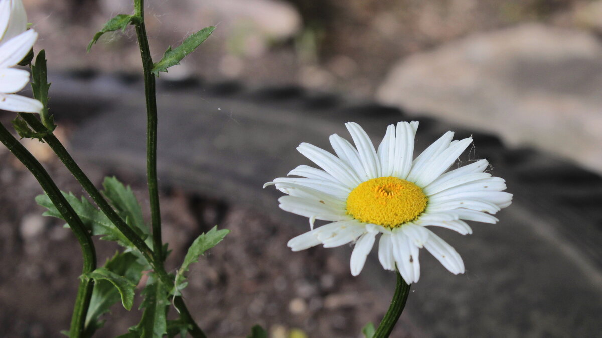 Предлагаю погадать: "Любит - не любит!" - Игорь Родионов Предлагаю погадать: "Любит - не любит!" - Игорь Родионов