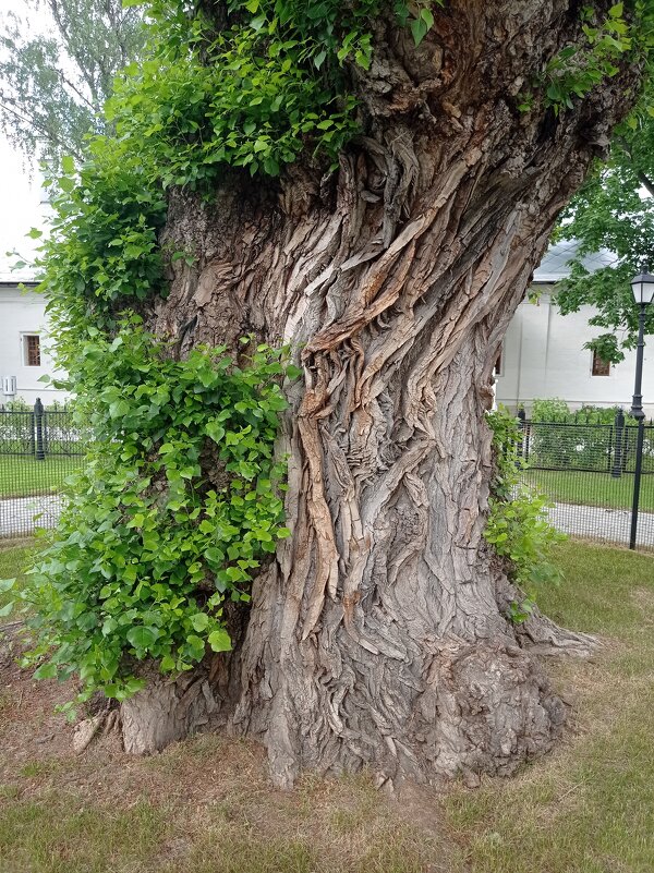 Возраст - Александр Чеботарь Возраст - Александр Чеботарь