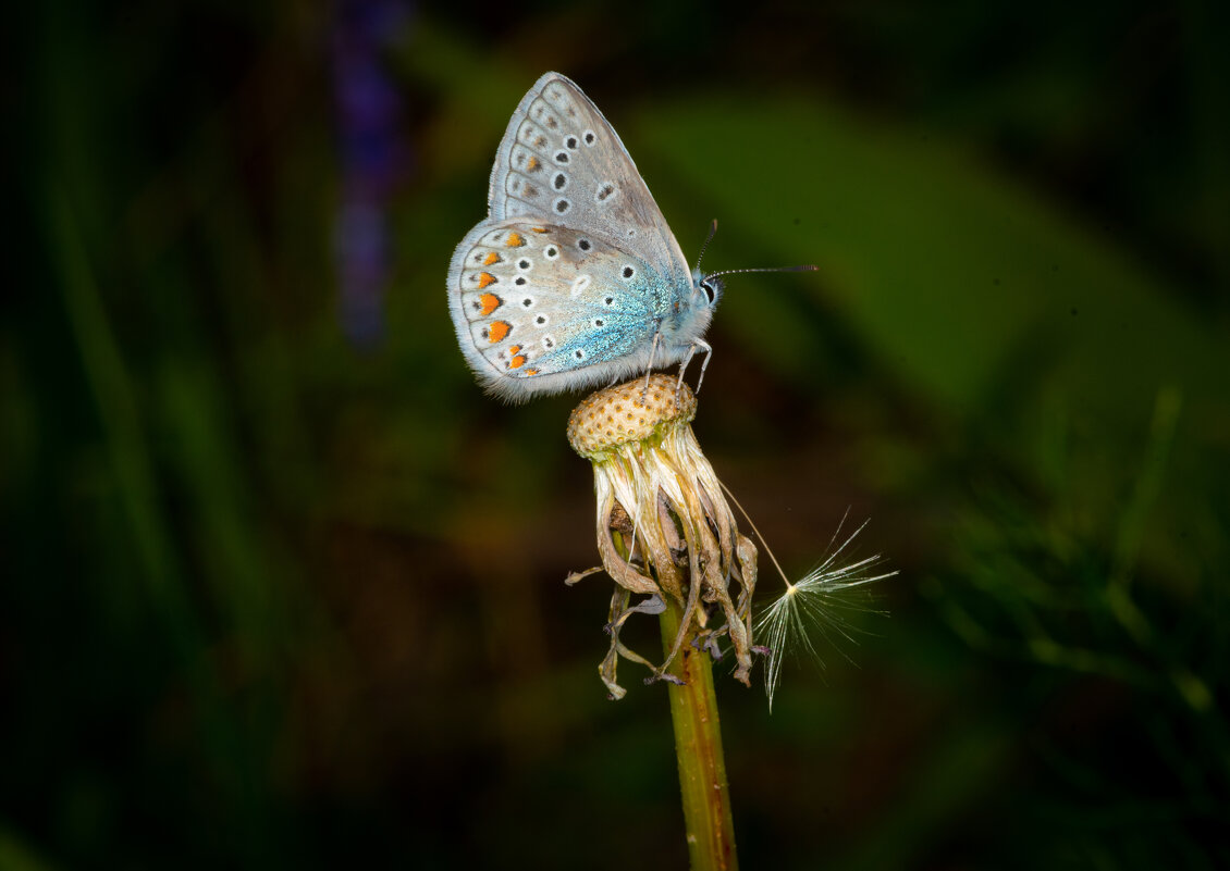 * - Nikolai 888 * - Nikolai 888