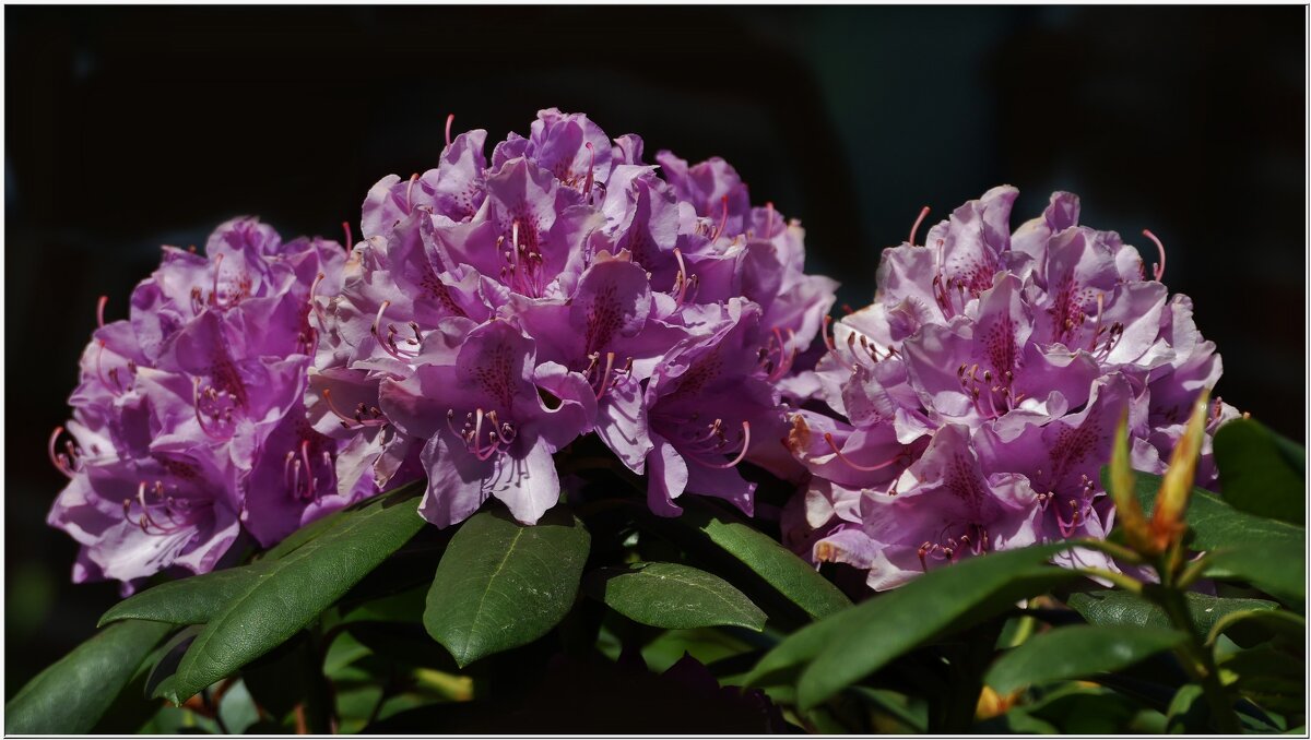 ЭТЮД... - Elvira E. ЭТЮД... - Elvira E.