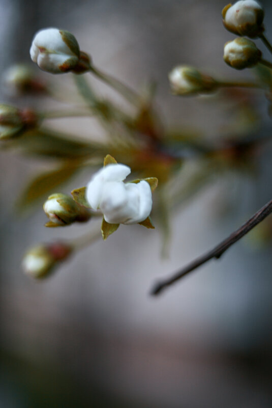 *** - Яна Горбунова