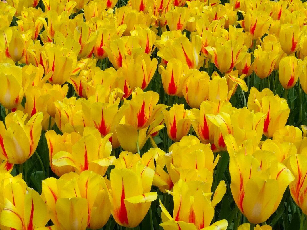 Тюльпанчики - svk *