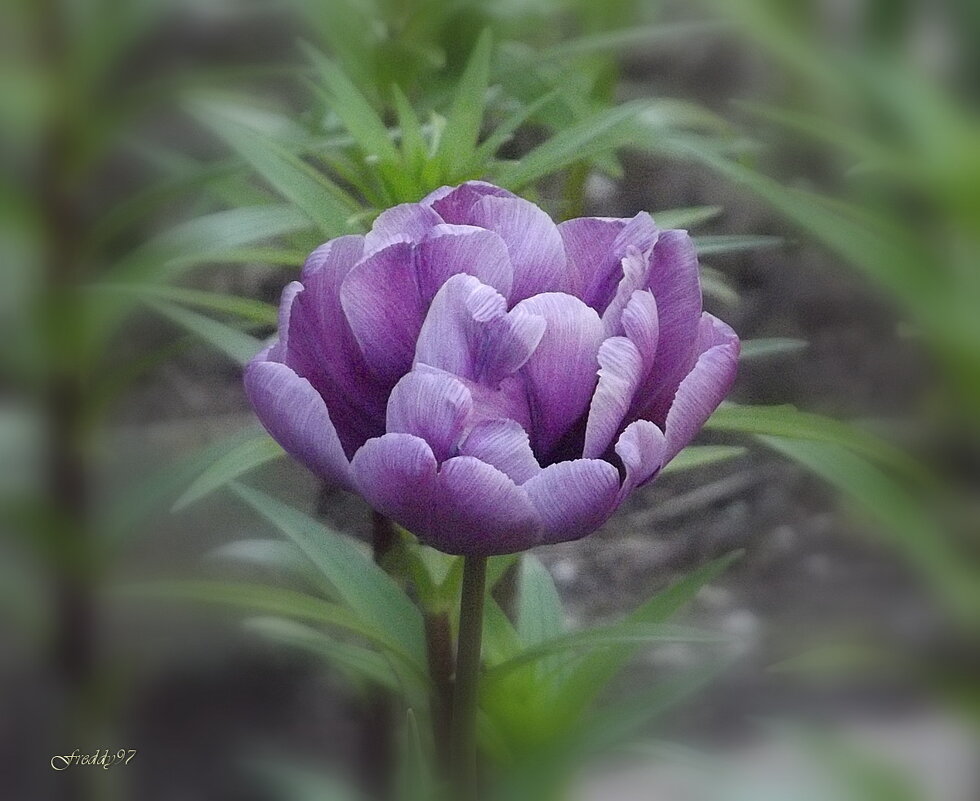 Махровый тюльпан - Freddy 97