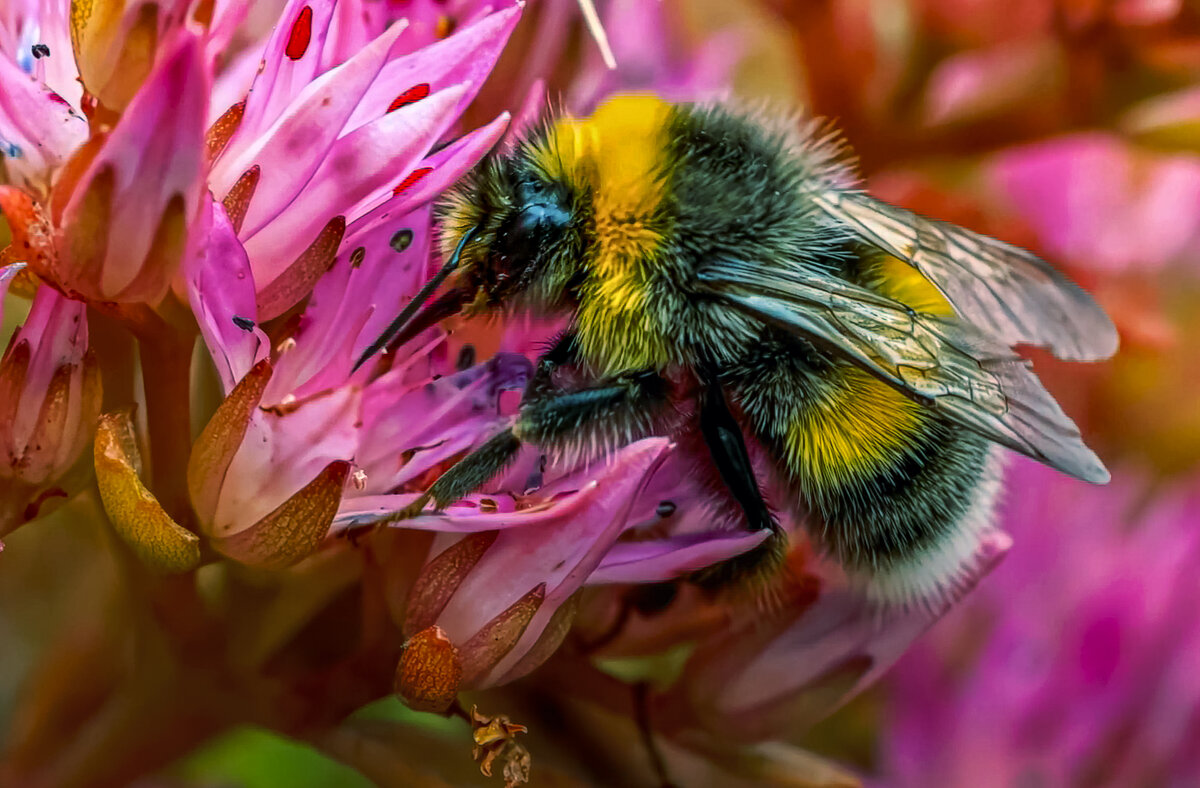 Шмель Bombus - Aleksey Afonin Шмель Bombus - Aleksey Afonin