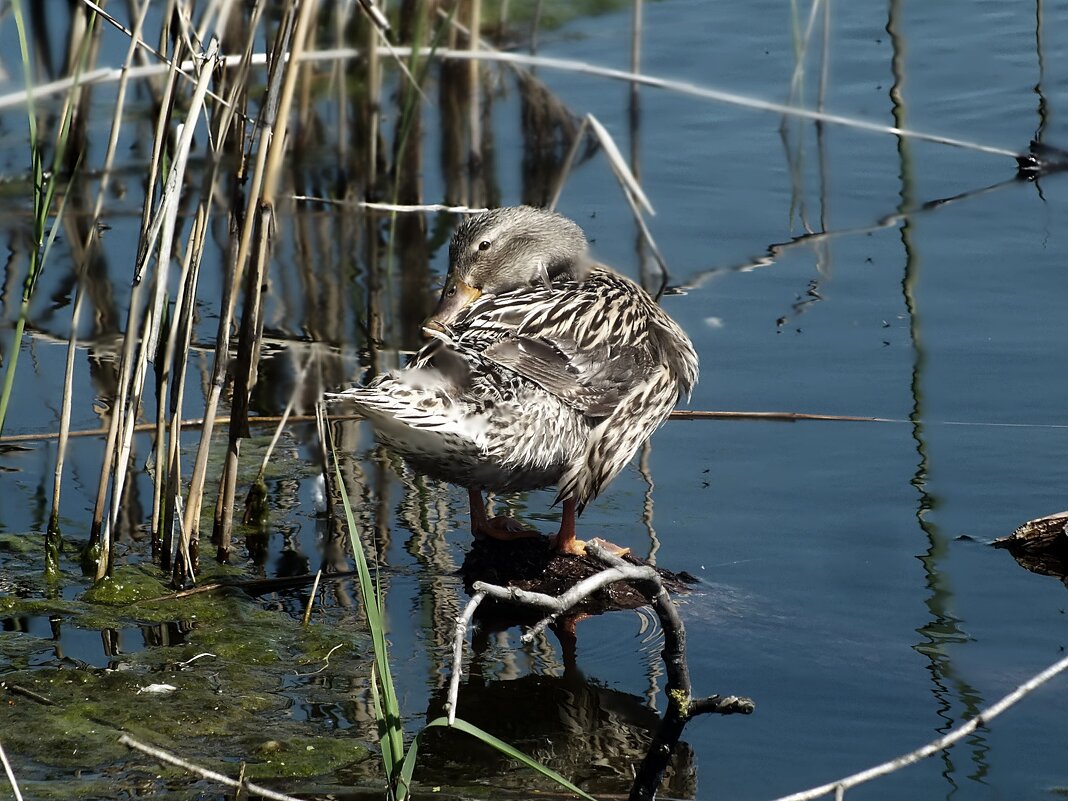 ** - Зоя Мишина ** - Зоя Мишина