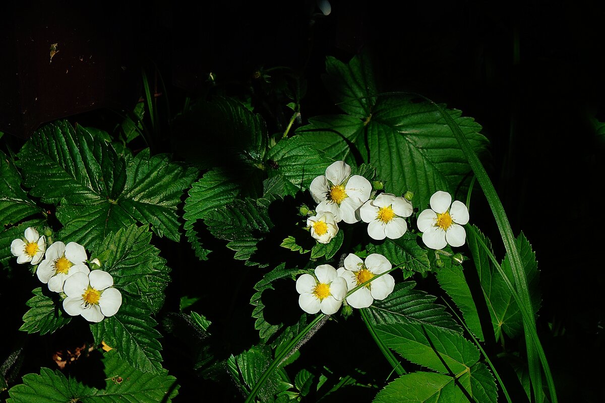 Лето - Леонид leo Лето - Леонид leo