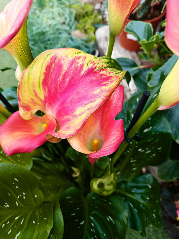 Зантедеския "Mozart". - Argaman Табашник