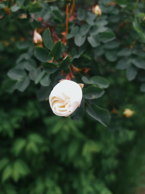 Лето - Любовь Иванова