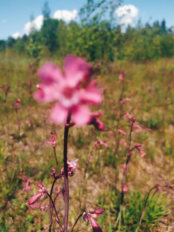 Не в фокусе - Любовь Иванова