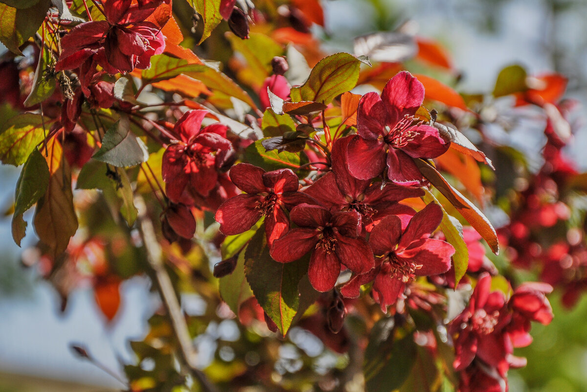 Цветущий Петербург - Татьяна Машошина
