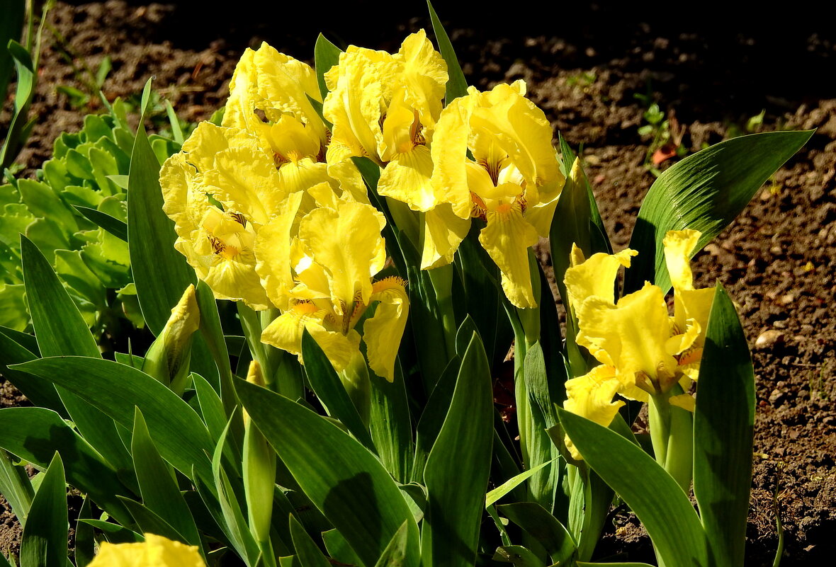 весна - ИННА ПОРОХОВА