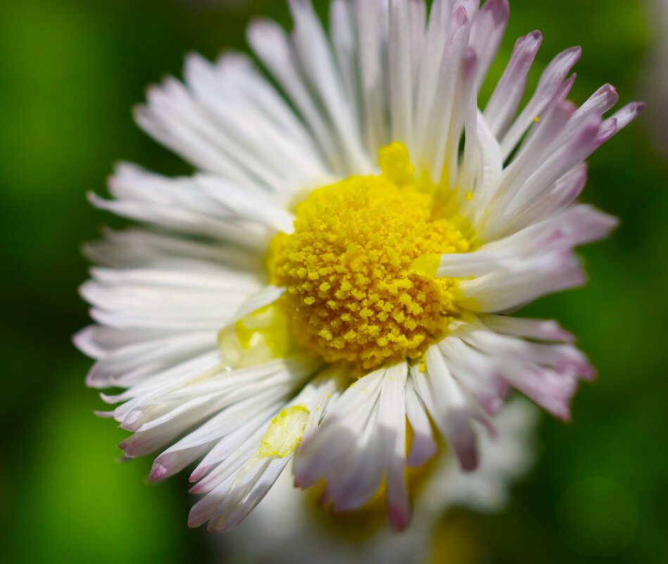 Маргаритка... - Юрий Куликов Маргаритка... - Юрий Куликов