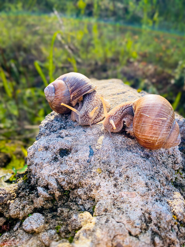 Загараем - Игорь Чичиль Загараем - Игорь Чичиль