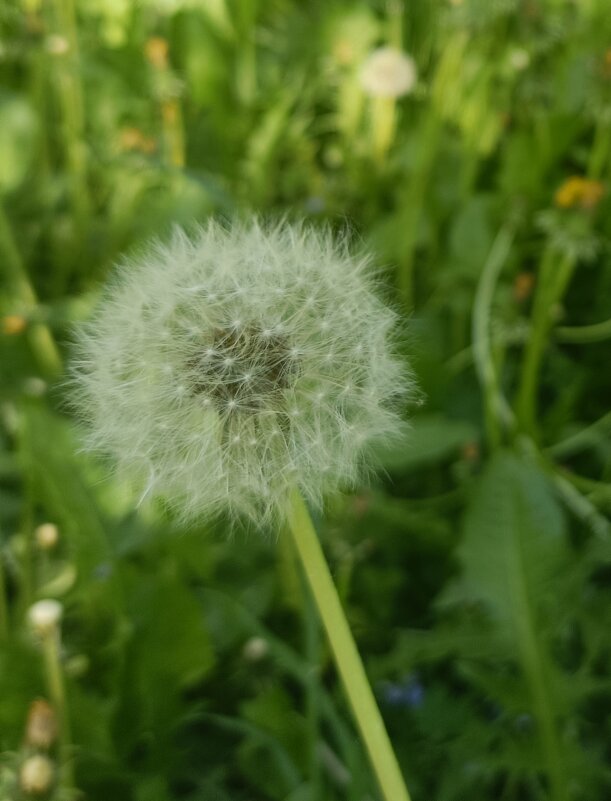 пушистик - Галина R...