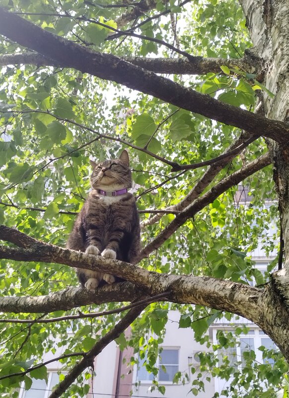 Почему кошки не летают так, как птицы?) - Elena N Почему кошки не летают так, как птицы?) - Elena N