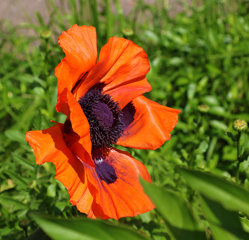 Гигантский мак - Светлана Гигантский мак - Светлана