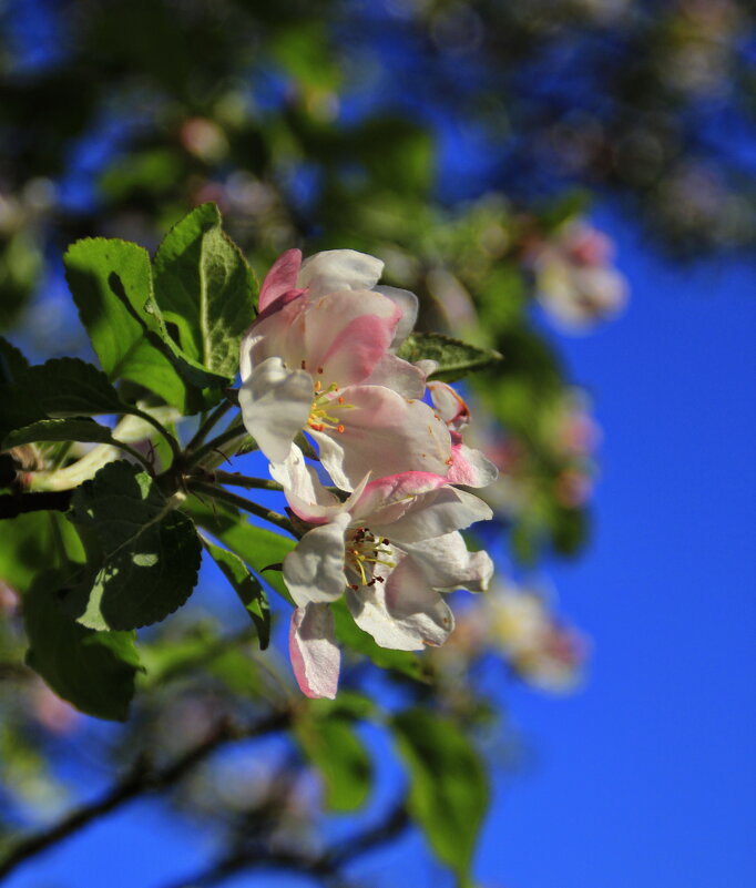 Ароматный Этюд.. - Татьян@ Ивановна Ароматный Этюд.. - Татьян@ Ивановна