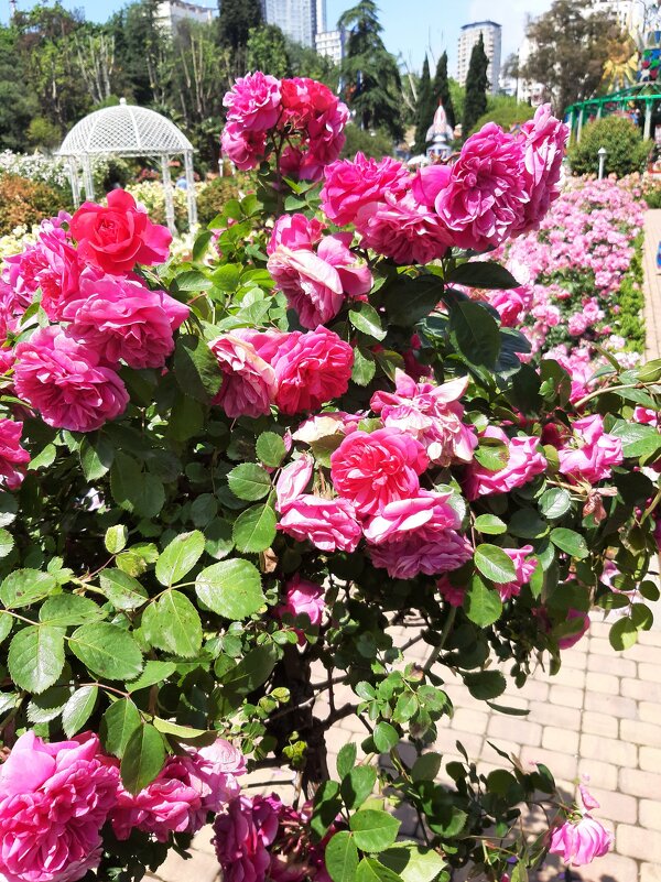 РИВЬЕРА - Tata Wolf РИВЬЕРА - Tata Wolf