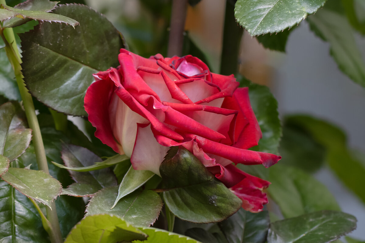 Красота таинственна всегда... - Валерий Басыров