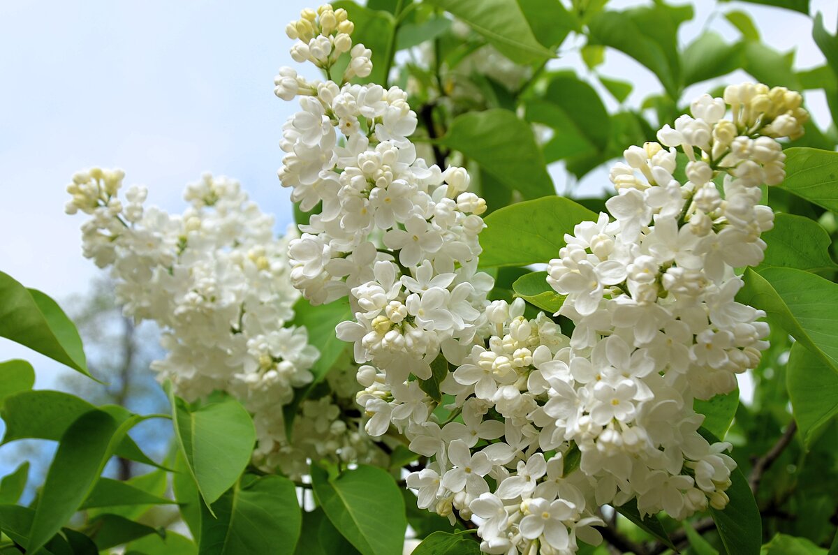 Время сирени ... - Sergey Gordoff Время сирени ... - Sergey Gordoff