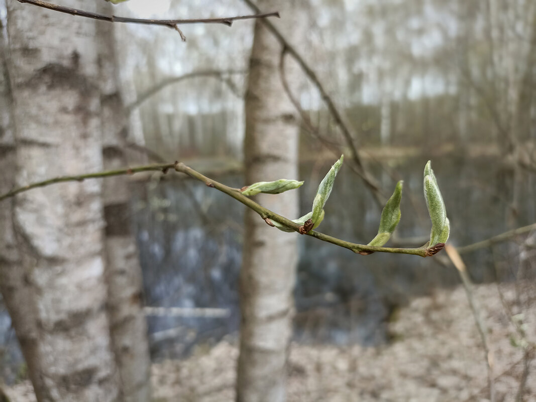 Пробуждение весны. - Лилия * Пробуждение весны. - Лилия *