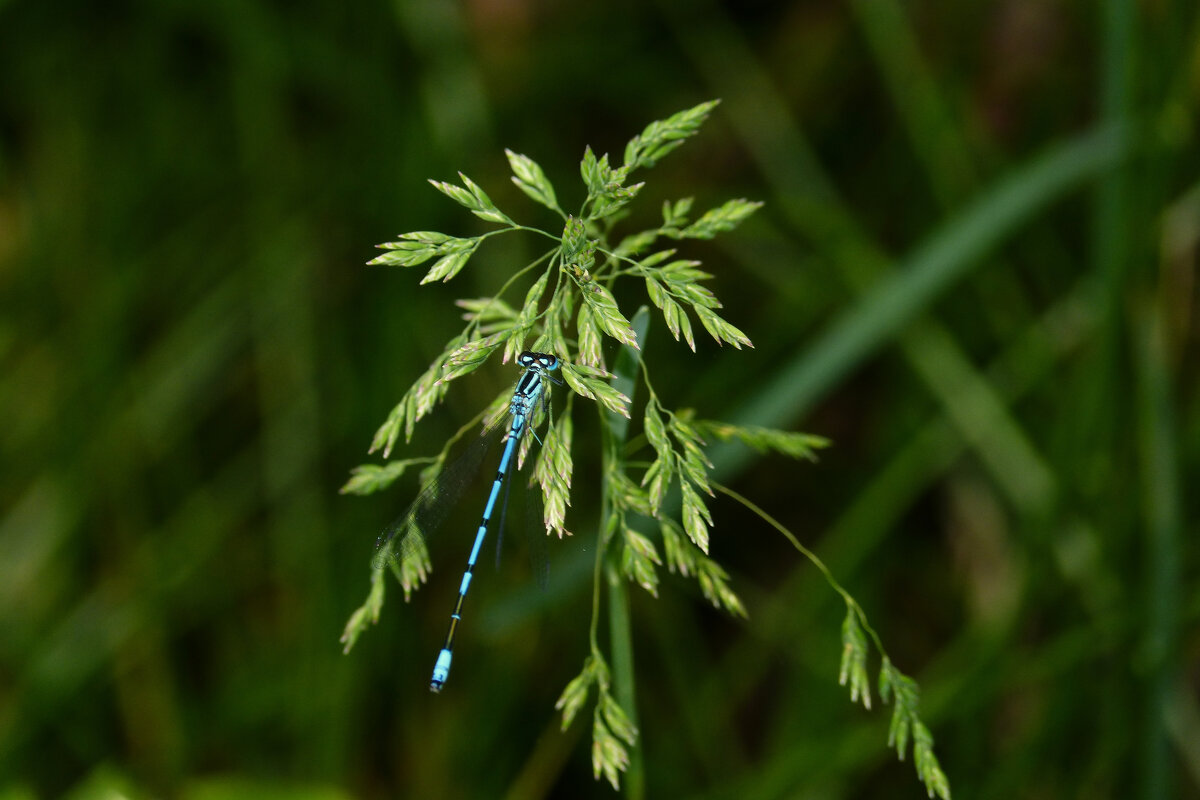 опять стрекозы   1 - Александр Прокудин