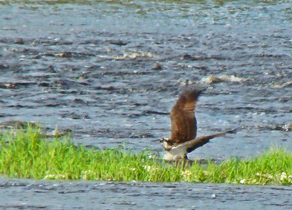 скопа - gawrilа - dan