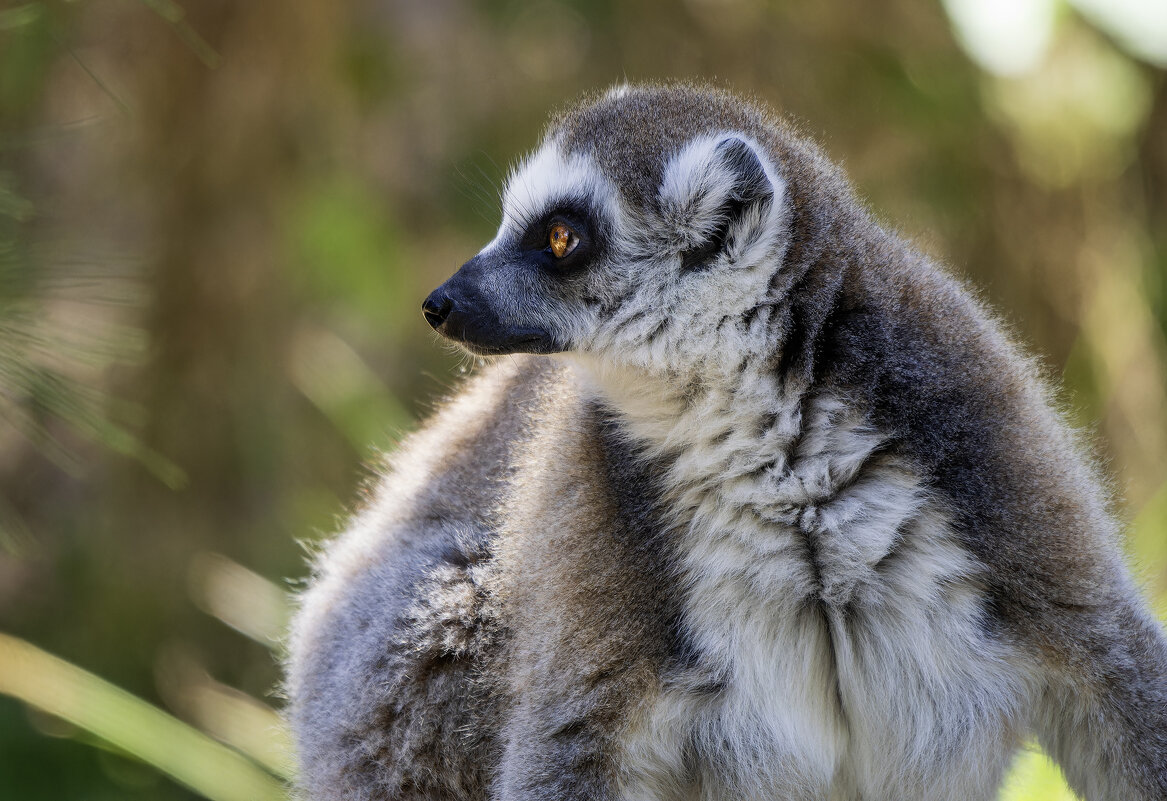 Кошачий лемур. - Alexander Amromin