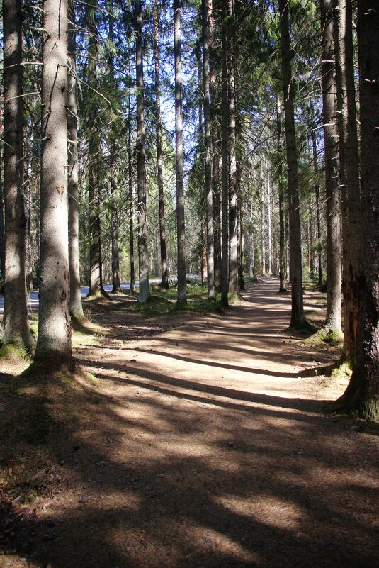 Комарово - Наталья Герасимова Комарово - Наталья Герасимова