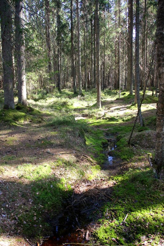 Комарово - Наталья Герасимова