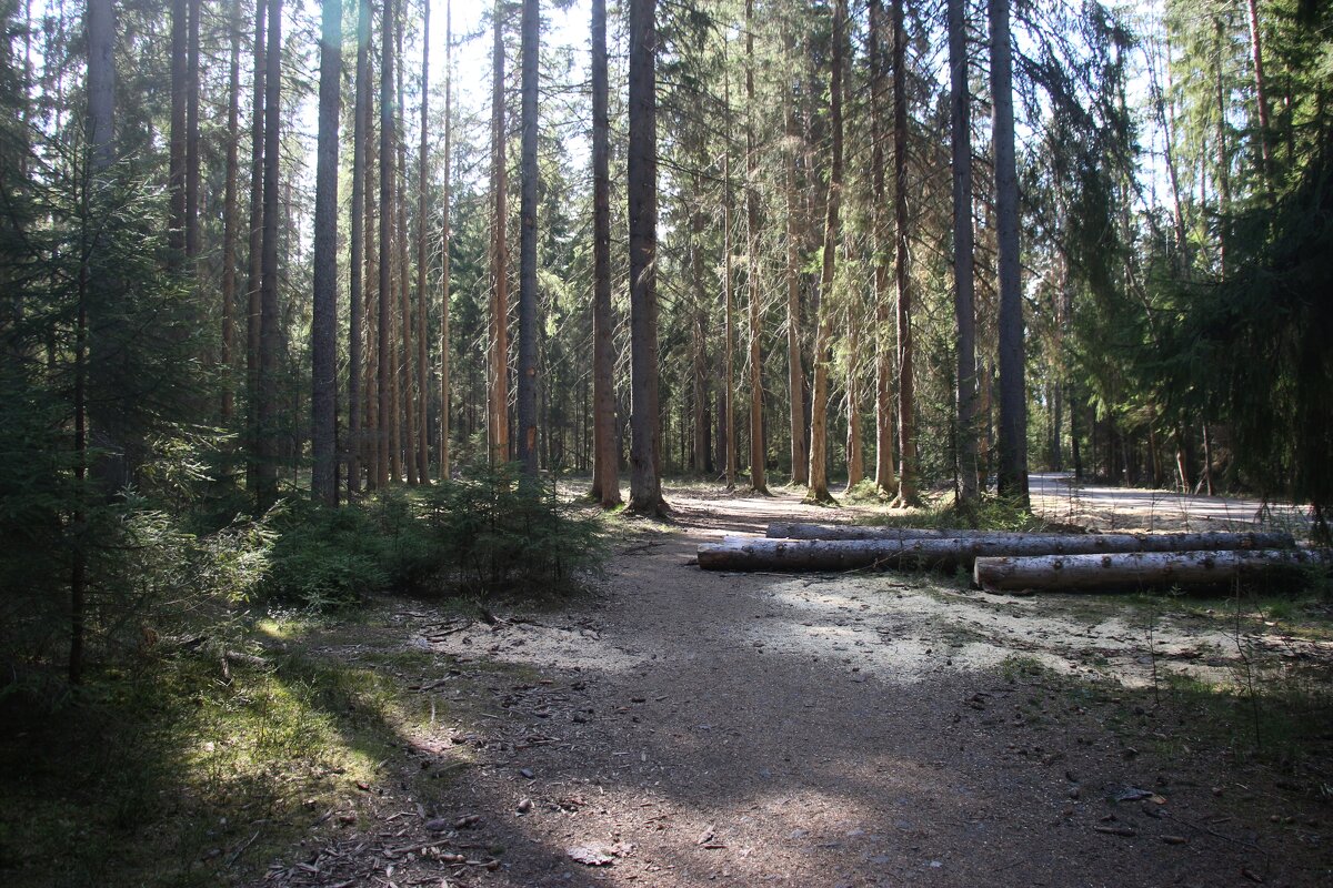 Комарово. Май - Наталья Герасимова