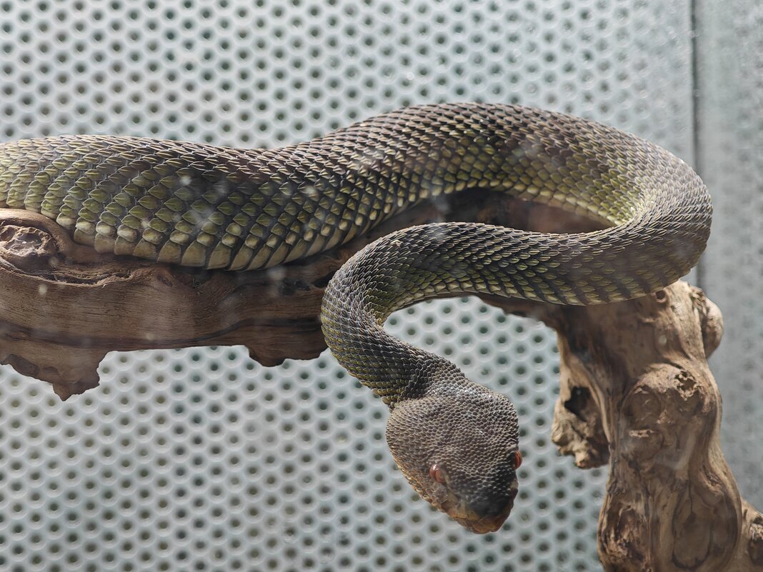 Змея - <<< Наташа >>>