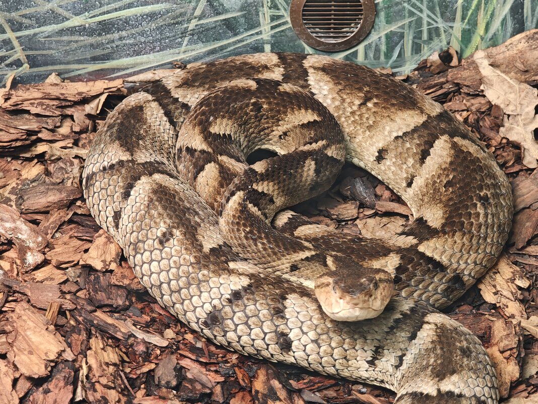 Змея - <<< Наташа >>> Змея - <<< Наташа >>>