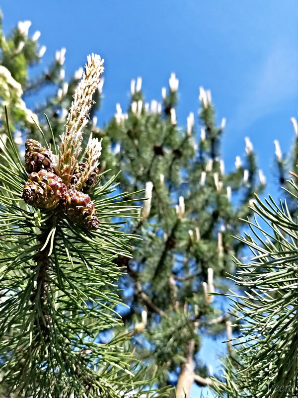 Сосновый калейдоскоп - Veera V Сосновый калейдоскоп - Veera V