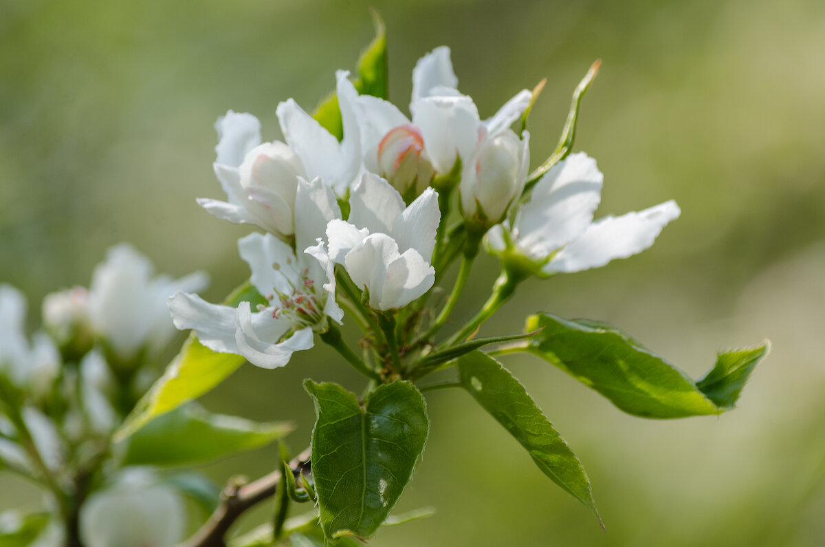 *** - Виктор Иванович Чернюк *** - Виктор Иванович Чернюк