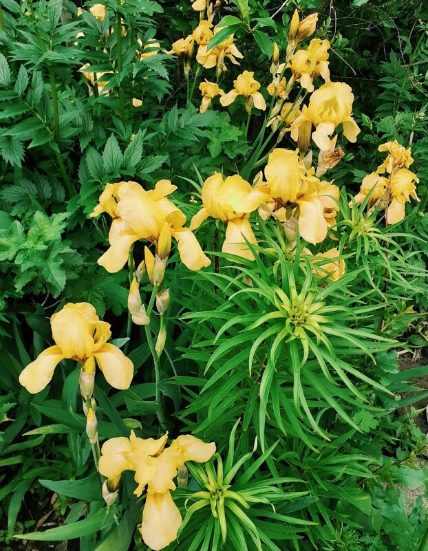 Ирисы - Георгиевич 