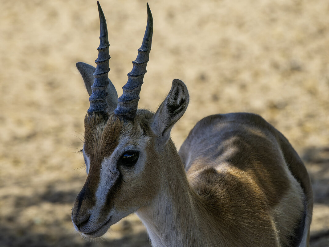 Газель Томсона. - Alexander Amromin Газель Томсона. - Alexander Amromin