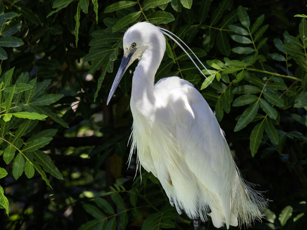 Малая белая цапля. - Alexander Amromin