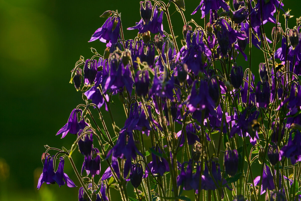 *** - Иван Литвинов