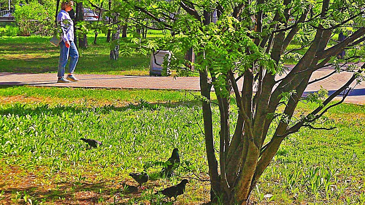 Июньское утро с голубями! - Владимир 