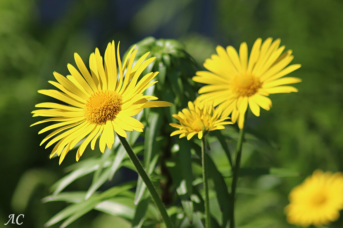 Дороникум - Любовь Сахарова